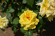 image0225