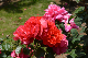 image0226
