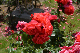 image0227