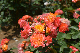image0229
