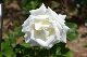 image0233