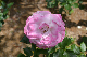 image0234