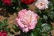 image0237