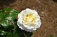 image0238