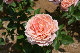image0239