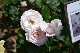 image0241