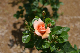 image0242