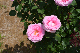 image0244