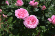 image0245