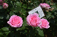 image0246