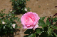 image0247