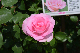 image0248