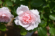image0249