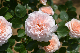 image0250