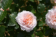 image0251