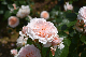 image0252