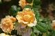 image0253