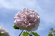 image0255