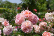 image0257
