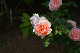 image0258