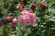 image0260
