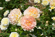 image0262