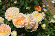 image0263