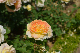 image0264