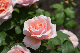 image0265