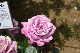 image0266