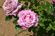 image0267