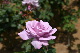 image0268