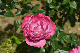 image0271