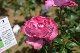 image0272