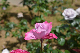 image0273