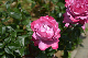 image0274