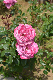 image0277