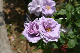 image0279