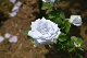 image0281