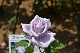 image0286