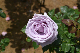 image0287