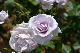 image0292