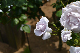 image0294