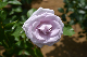image0295