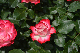 image0312