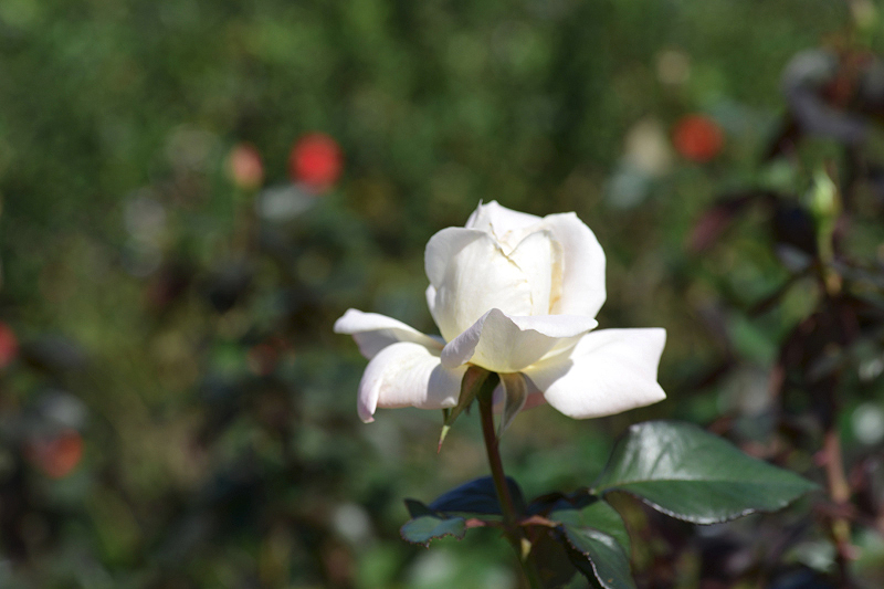 image0079