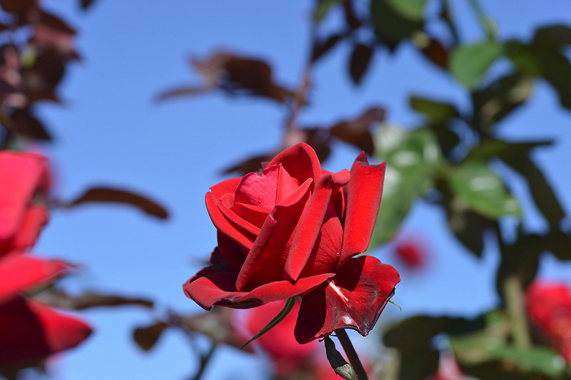 image0096