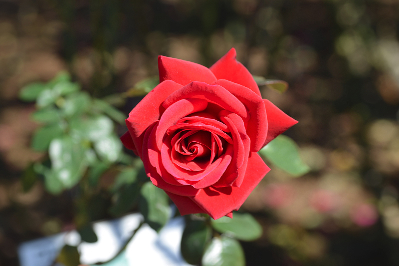 image0098