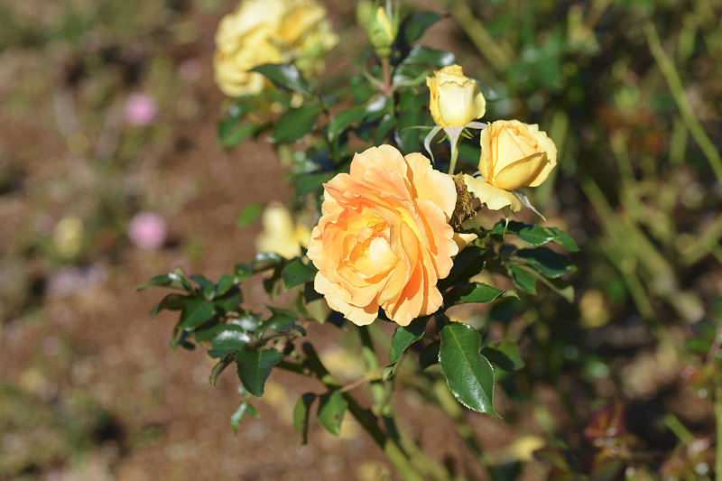 image0104