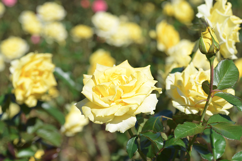 image0106